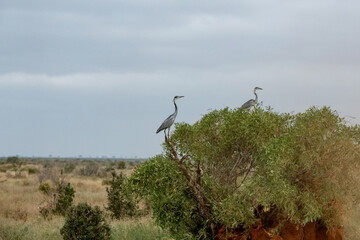 Czapla czarnogłowa (Ardea cinerea) dwa samce siedzące na drzewie na sawannie, Park Narodowy Tsavo i rezerwat wzgórz Taita, Kenia - obrazy, fototapety, plakaty