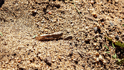 A desert cricket in the sahara