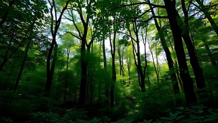 Obraz premium Professional Photography of a Lush Green Forest | Generative AI