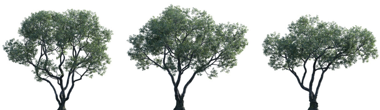 Set of Ficus microcarpa (Chinese banyan, small-fruited fig, Malayan banyan, Indian laurel, or curtain fig) frontal set street trees isolated png on a transparent background perfectly cutout