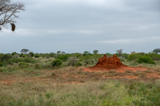 Kopiec termit&oacute;w w sawannie,  Park Narodowy Tsavo i rezerwat wzg&oacute;rz Taita, Kenia