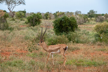 Grant's gazelle (Nanger granti), szybka antylopa z afrykańskiej sawanny, samiec z dużymi rogami wypasający się na sawannie, Park Narodowy Tsavo i rezerwat wzgórz Taita, Kenia