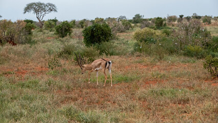 Grant's gazelle (Nanger granti), mała, szybka antylopa z afrykańskiej sawanny, samiec z dużymi rogami wypasający się na sawannie, Park Narodowy Tsavo i rezerwat wzgórz Taita, Kenia