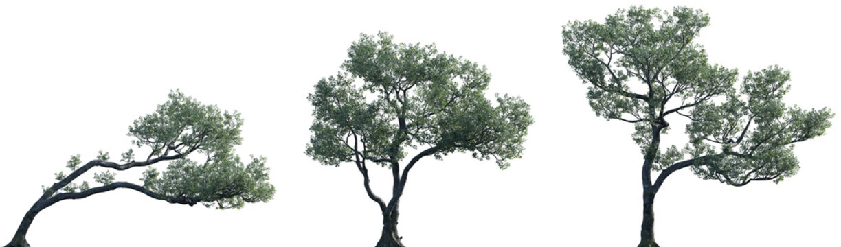 Set of Ficus microcarpa (Chinese banyan, small-fruited fig, Malayan banyan, Indian laurel, or curtain fig) frontal set street trees isolated png on a transparent background perfectly cutout