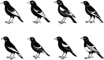Myna silhouette vector set isolated on white background