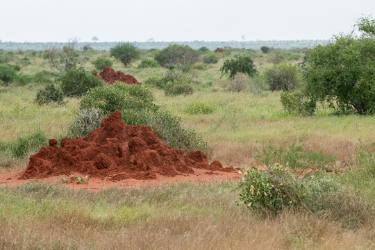 Kopce termit&oacute;w w sawannie,  Park Narodowy Tsavo i rezerwat wzg&oacute;rz Taita, Kenia
