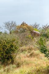 Żyrafa (camelopaurdalis) posilająca się na sawannie, Park Narodowy Tsavo i rezerwat wzgórz Taita, Kenia © Kamil_k2p