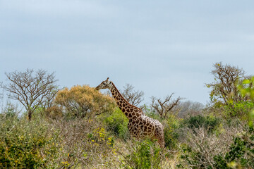 Żyrafa (camelopaurdalis) posilająca się na sawannie, Park Narodowy Tsavo i rezerwat wzgórz Taita, Kenia