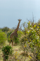 Żyrafa (camelopaurdalis) spacerująca pomiędzy drzewami i krzewami na sawannie, Park Narodowy Tsavo i rezerwat wzgórz Taita, Kenia © Kamil_k2p