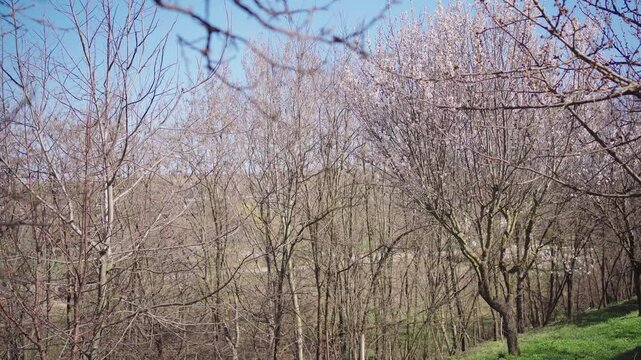 Spring Forest with Blooming Trees &ndash; 4K Cinematic Nature Footage