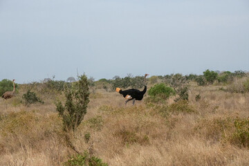 Struś północnoafrykański, struś czerwonoszyi (Struthio camelus) na sawannie, Park Narodowy Tsavo i rezerwat wzgórz Taita, Kenia © Kamil_k2p
