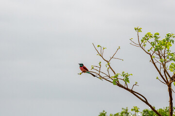Żołna karminowa (Merops nubicoides), małe kolorowe ptaki zamieszkujące tereny sawanny, Park Narodowy Tsavo i rezerwat wzgórz Taita, Kenia, Afryka