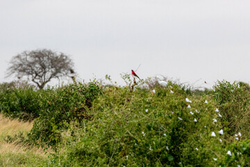 Żołna karminowa (Merops nubicoides) siedząca na kwitnącym krzewie, małe kolorowe ptaki zamieszkujące tereny sawanny, Park Narodowy Tsavo i rezerwat wzgórz Taita, Kenia, Afryka © Kamil_k2p