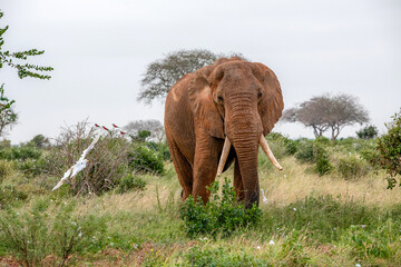 Słoń afrykański (Loxodonta africana), ogromny samiec z wielkimi kłami pasący się na sawannie w Park Narodowy Tsavo East, Kenia, Afryka © Kamil_k2p
