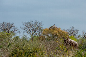 Żyrafa (camelopaurdalis) posilająca się na sawannie, Park Narodowy Tsavo i rezerwat wzgórz Taita, Kenia