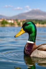 Obraz premium araffe duck swimming in a lake with a mountain in the background