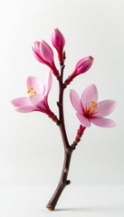 Obraz premium White background with a single isolated branch and flowers, petal, single, nature scene