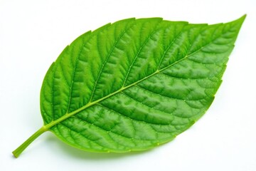 Obraz premium Delicate leaf with veins isolated on white background, texture, , botanical