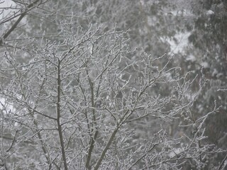  Frost-covered tree branches in close-up. Blurred snowy background. Delicate icy details on twigs. Cold winter scene.