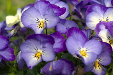 花壇のパンジー（大船フラワーセンターにて）