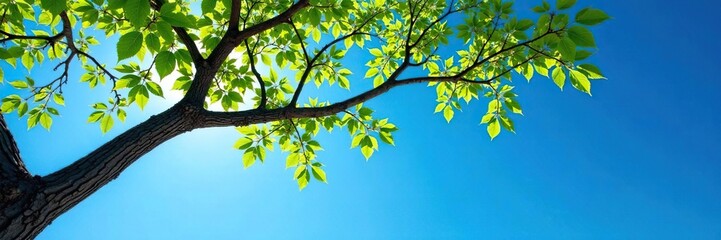 Fototapeta premium Tree branches stretch towards a clear blue sky, landscape, blue