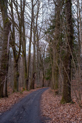 Fototapeta premium Winding Forest Path with Fallen Leaves