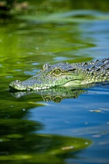 Obraz premium crocodile in the water with its head above the water surface