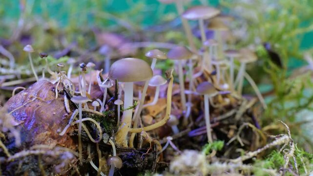 Zeitraffer Wachstum Fichtenzapfenr&uuml;bling (Strobilurus esculentus)