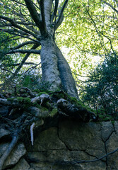 Vertical take of the roots of a tree in the forest