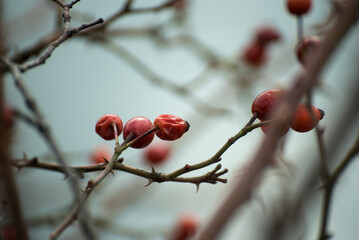 closeup of dog rose berries on branch in border river