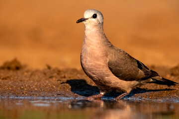 Immature or juvenile lemon dove (Columba larvata) stops for a morning drink.