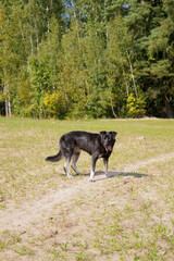 Black middle size dog with brown legs and tongue out standing in a field with forest in the background