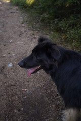 Black god with long fur and open mouth with tongue out standing on a gravel road in dark shadow