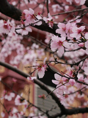 pink cherry blossom