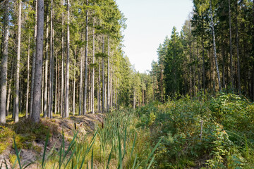 Obraz premium A ditch with water, long grass and bulrush/cattail (Typha latifolia) plants in the middle of a forest on a sunny summer day, Latvia
