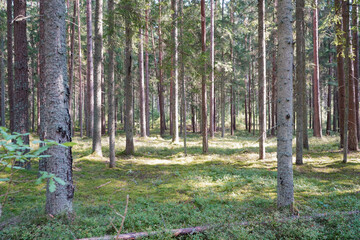 Background of needle tree forest with pines and spruces and blueberry bushes growing on the ground on a sunny summer day, Latvia