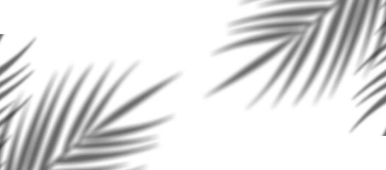 Palm Leaf Shadow Overlay PNG | Tropical Plant Shadow Effect | Soft Blurred Leaf Silhouette Background

