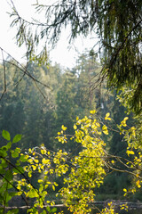 Background of sunlit green leaf trees with a forest and lake background, Latvia