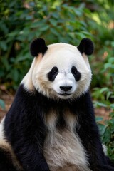 panda bear sitting on ground with trees in background