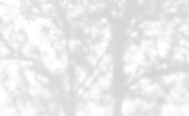 Shadow of leaves tree plant overlay on white wall. Sunlight effect shadow on the wall. Minimal blurred backdrop backgrounds. Summer tropical surface background.