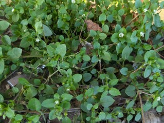 Leaves and flowers of Common Chickweed (Stellaria media)