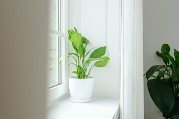 Fresh Green Houseplant on Minimalist Window Sill