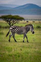 Obraz premium zebra walking in a field with a tree in the background