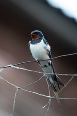 Portrait of a swallow. Young swallow bird sitting on wire in the evening