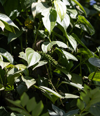 A green plant with leaves and a small green pepper