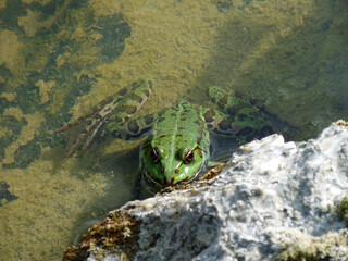 Frosch im Gartenteich