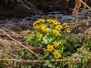 Marsh Marigold (Caltha palustris) growing by an urban waterway