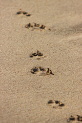 A set of footprints in the sand