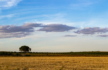 Fototapeta premium Prairie landscape with blue sky and clouds at sunset
