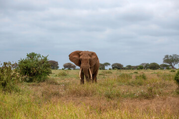 Słoń afrykański (Loxodonta africana), ogromny samiec na sawannie, Park Narodowy Tsavo i rezerwat wzgórz Taita, Kenia © Kamil_k2p